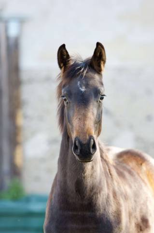 Magnfique Jument 2 ans Sir donnerhall / Fidertanz