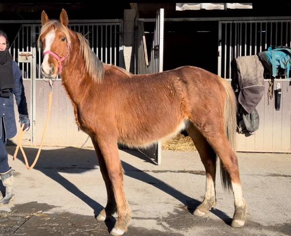 Hongre Welsh 3ans par Champagne d'Ar cus X Only You 