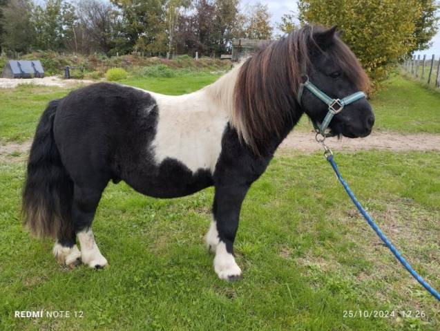 Étalon poney shetland plein papier