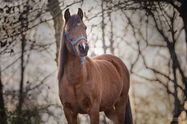 Ponette 1m35 a donner contre bon soins