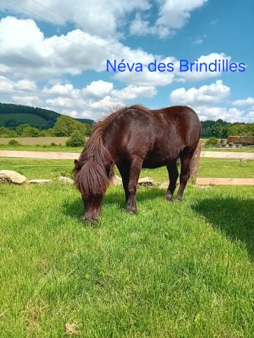 Poneys taille A