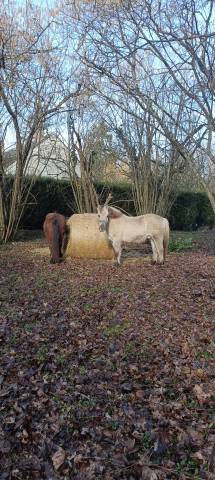 Don 2 poneys de 26 ans inséparables 