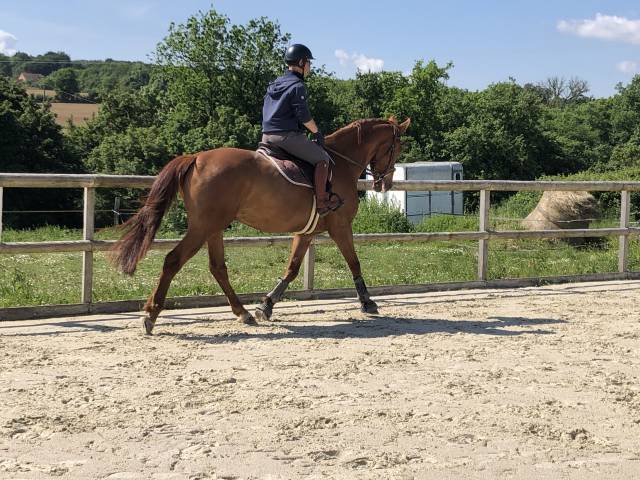 Hongre 6 ans Selle Français