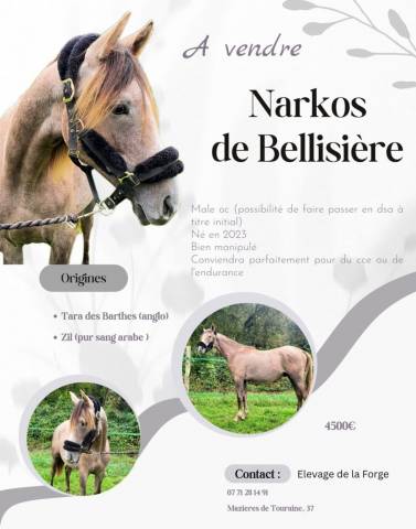 Narkos de Bellissiere 