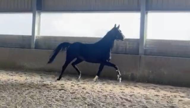 Cheval de dressage