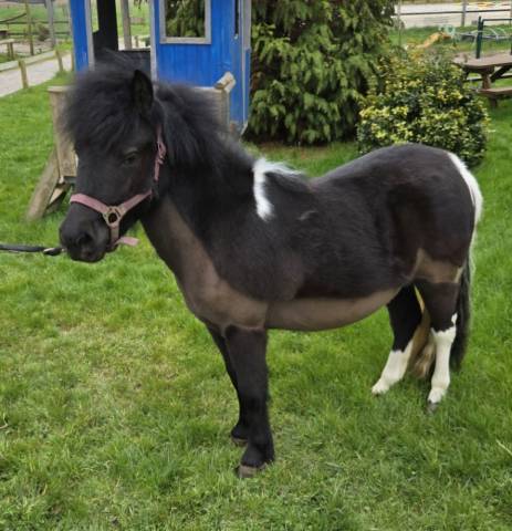 Poneys et Ponette Shetland Pleins Papiers