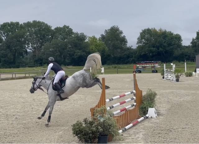 Jument SF de 7 ans idéale Amateur cso 