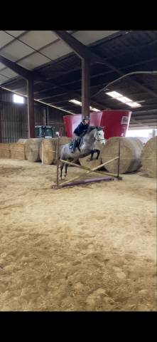 Poney de sport 