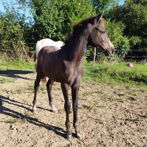 Yearling origines dressage - Oldhup de Sana 