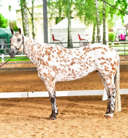 Jument ApHC Buckskin leopard