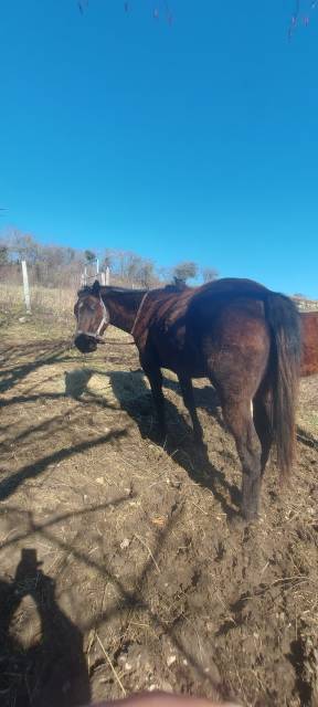 Pouliche paint horse