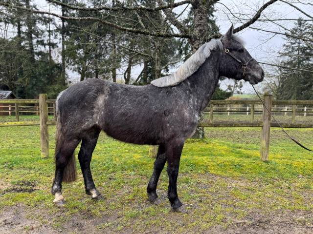 Poney connemara 