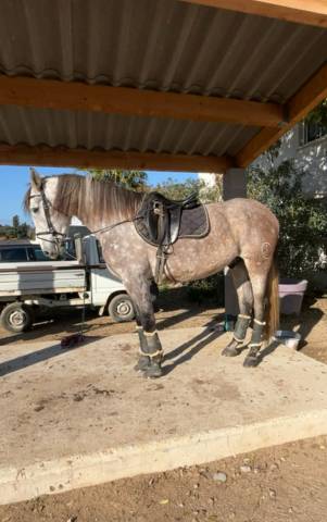 Jeune cheval de dressage 