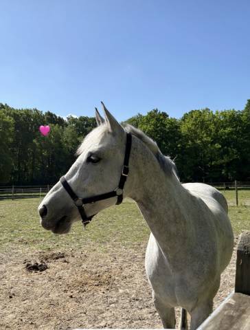 Belle ponette de sport et loisir 9 ans 148 cm
