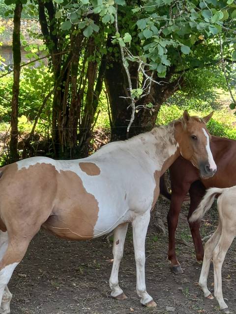Jument pie alzane clair tobiano baisse de prix!!!