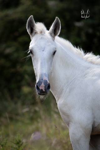 Poulain pure race espagnole palomino