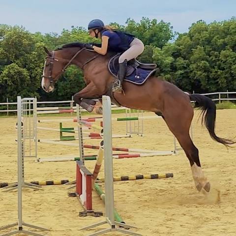 Valorisation / dépôt vente poneys et chevaux