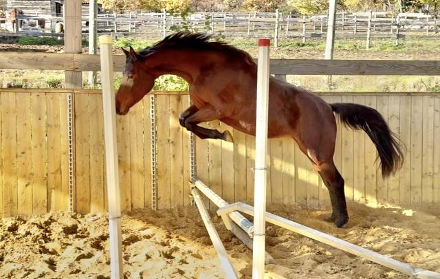 Jeune jument d'avenir