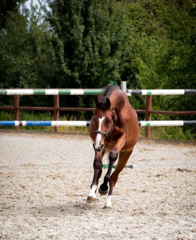 Hongre sf avec beaucoup de chic