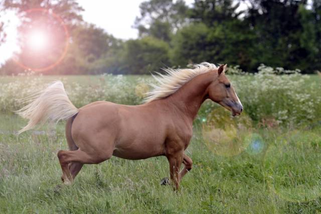 Nechtan holly gun : saillie quarter horse palomino