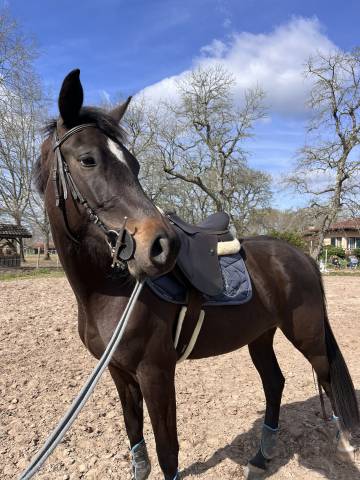 Ecurie privée labrit - mont de marsan