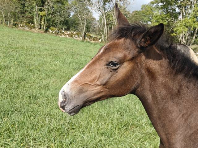 Poulain sf par balou du rouet et idylle du causse