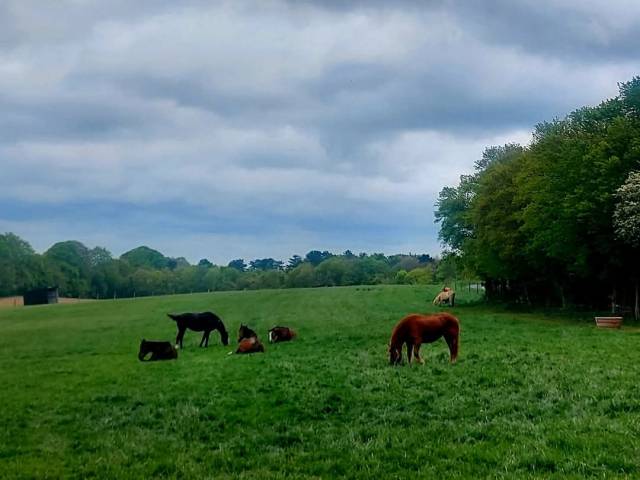 Les ecuries de guignemicourt 80540