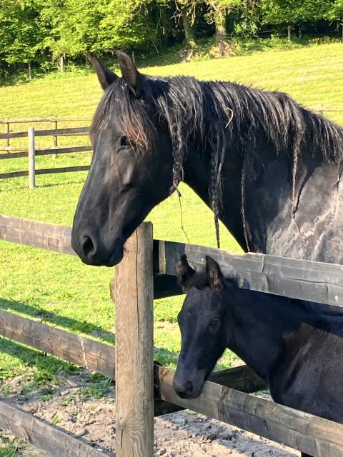 Poulain frison pleins papiers