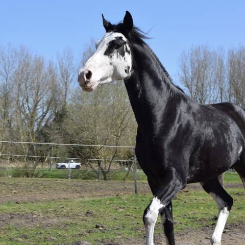 Jumanji hotpepers dw19 : jumanji hotpepers saillie