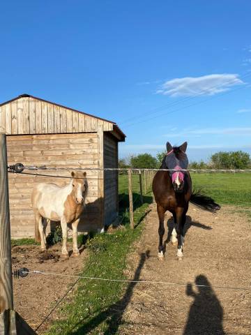 Pension chevaux