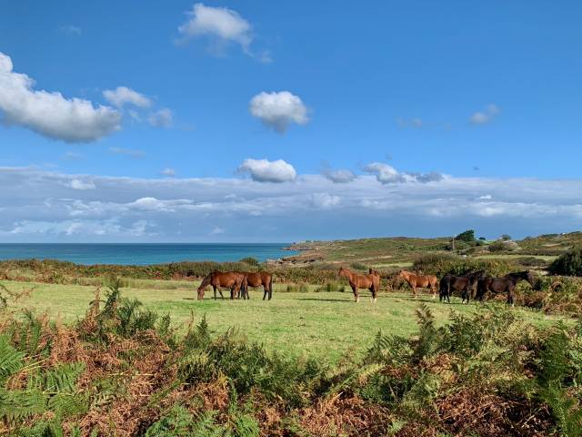 Pension chevaux en bord de mer