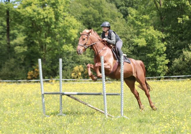 Pension - écurie de fly