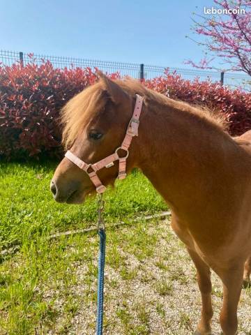 Ponette type shetland