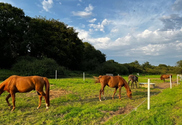 Pension pré / travail - entraînement d'endurance 29440 plougar