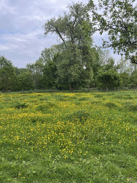 Pension poney ou cheval au pré