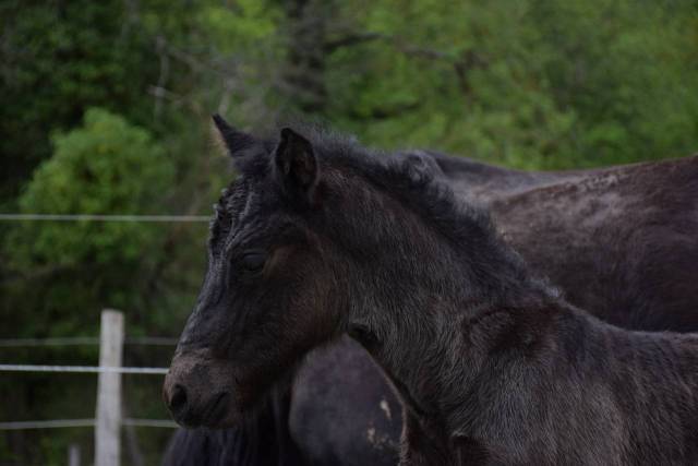 Poulain alegria , parfait partenaire en devenir !