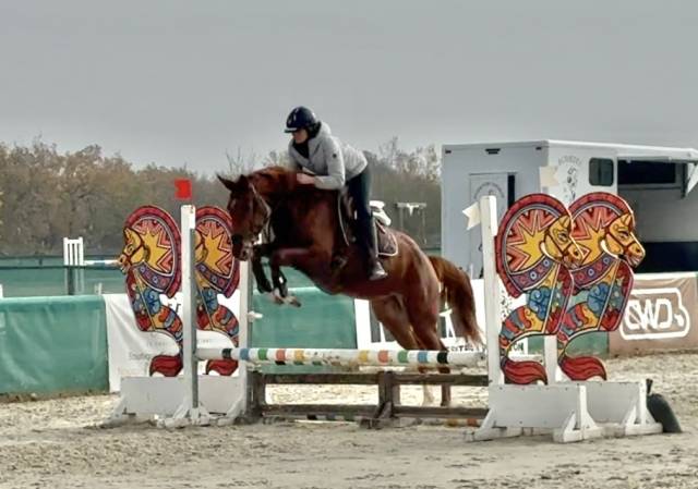 Jument sf top amateur