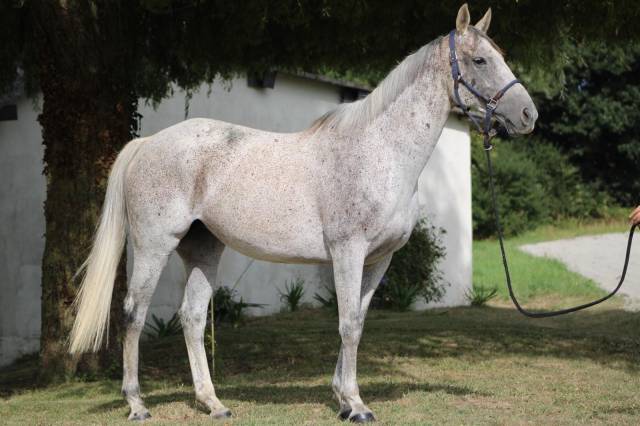 Jument pp pur sang anglais