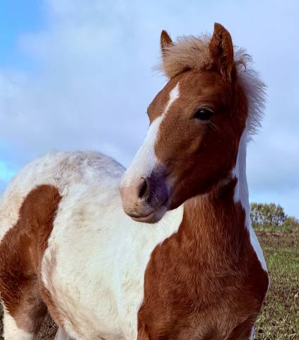 Poulain pp pottok section b