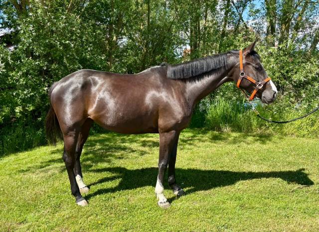 Disponible jument 5 ans