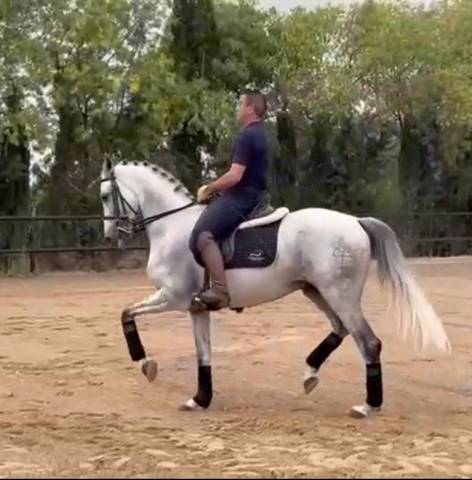 Vitoreo : un cheval facile, très avancé en dressage