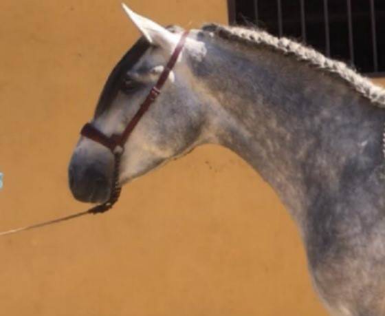 Zian: un compagnon facile et avancé en dressage.