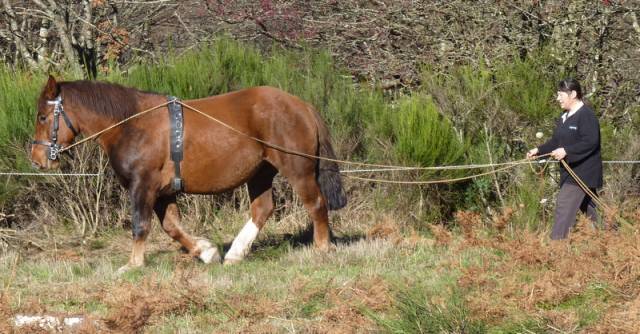 Jument de trait breton