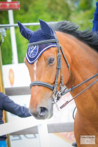 Excellent cheval de concours 130-135