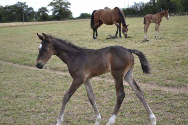 Poulain pare conté bellini x heden de la croix