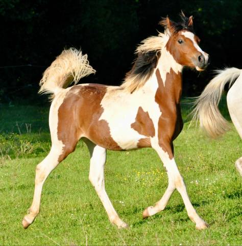 Demi sang arabe pie 99,61¨%