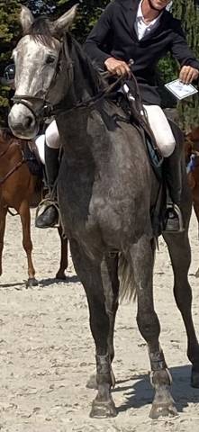 Anglo-europ sport horse fangio et diamant de semilly