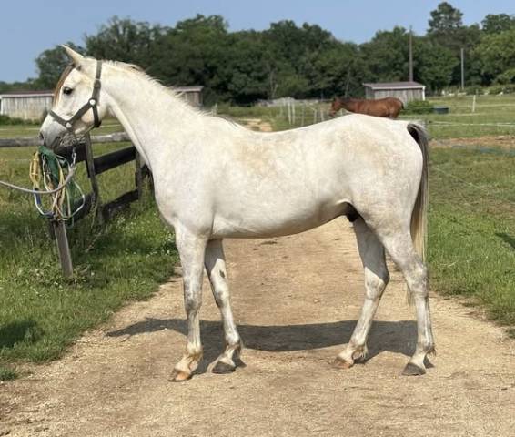 Hongre pur sang arabe 5 ans