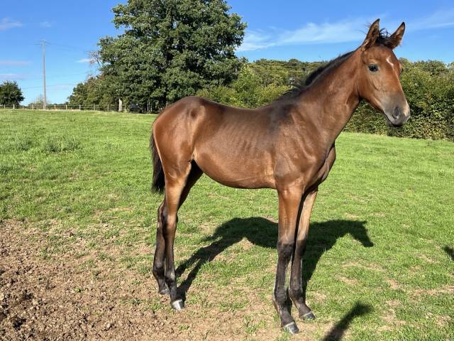 Pouliche par stakkatol x balou du rouet