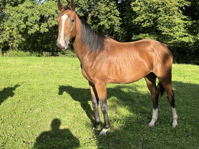 Jument qlassic bois margot x dollar du murier